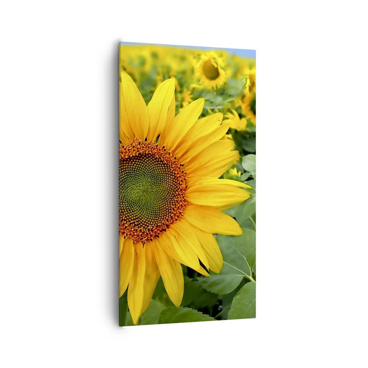 Obraz na płótnie - Rozgorzały setki słońc - 65x120 cm