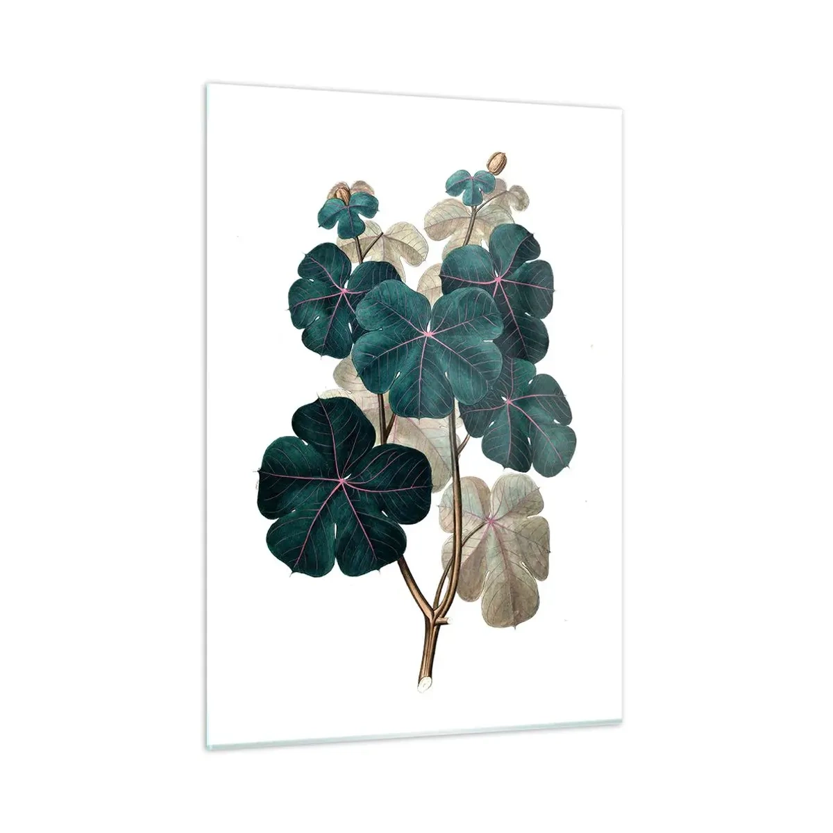 Obraz na szkle - Botaniczna ilustracja zielonych liści na białym tle - 50x70cm - Ze starego zielnika - Nowoczesna dekoracja ścienna do salonu, kuchni i sypialni ARTTOR