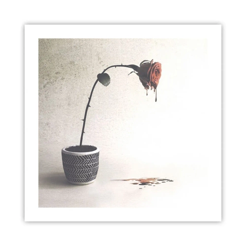 Plakat - Rosa dolorosa - 50x50 cm