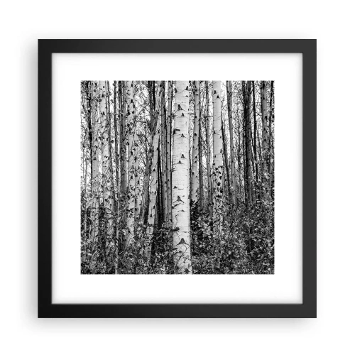Plakat w czarnej ramie - Brzozowa kolumnada - 30x30 cm