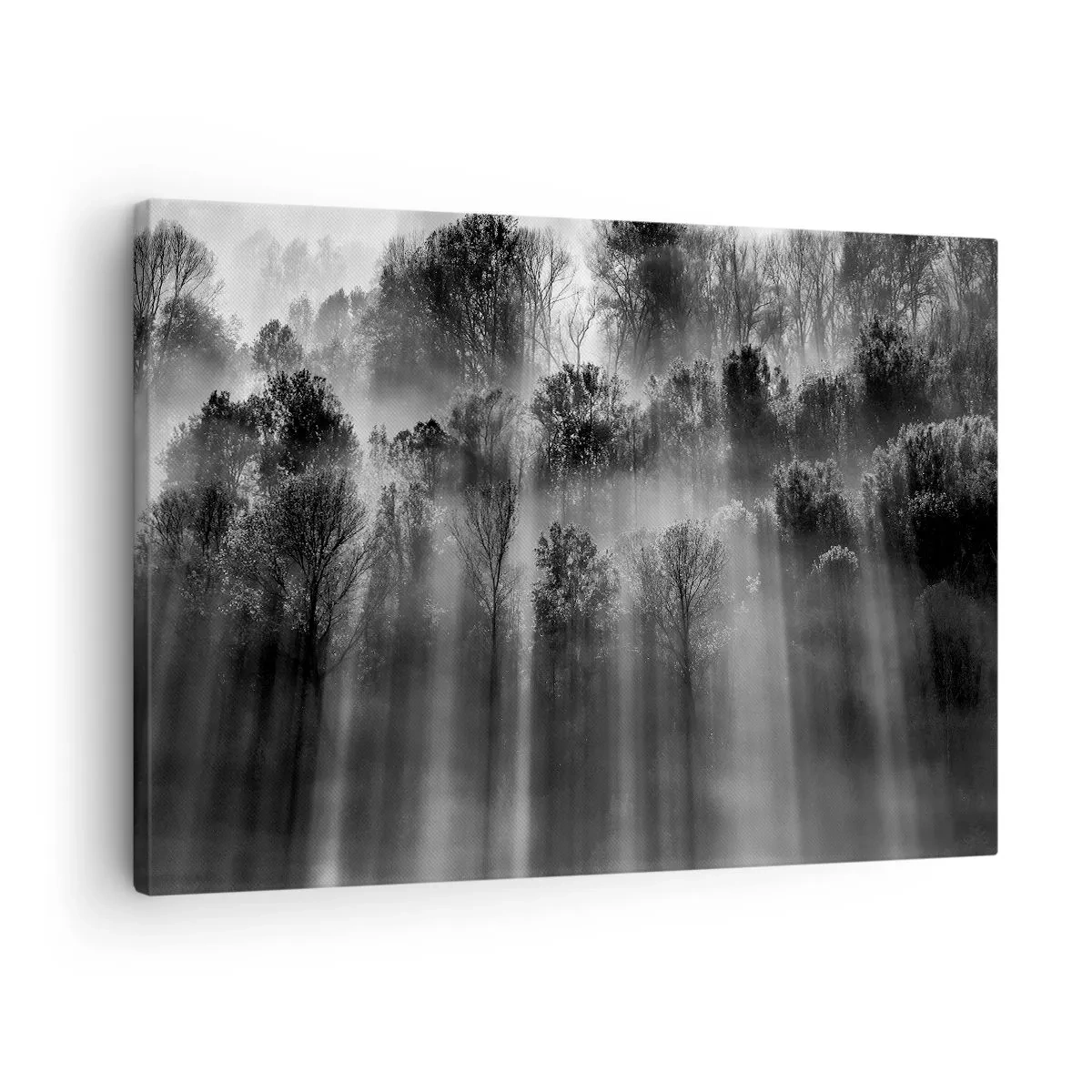 Obraz na płótnie - W strumieniach światła - Czarno-biały las w promieniach porannego światła - 70x50cm