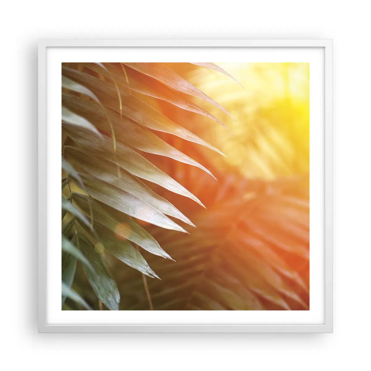 Plakat w białej ramie - Poranek w dżungli - 60x60 cm