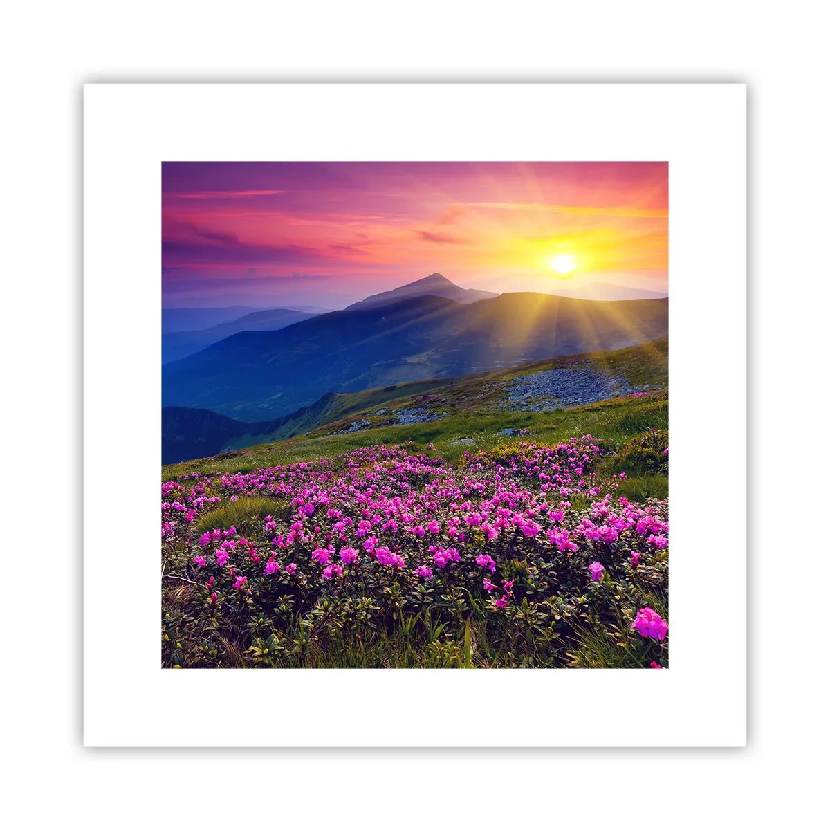 Plakat - … A dokoła pachnie kosodrzewina i wonieją zioła - 30x30 cm