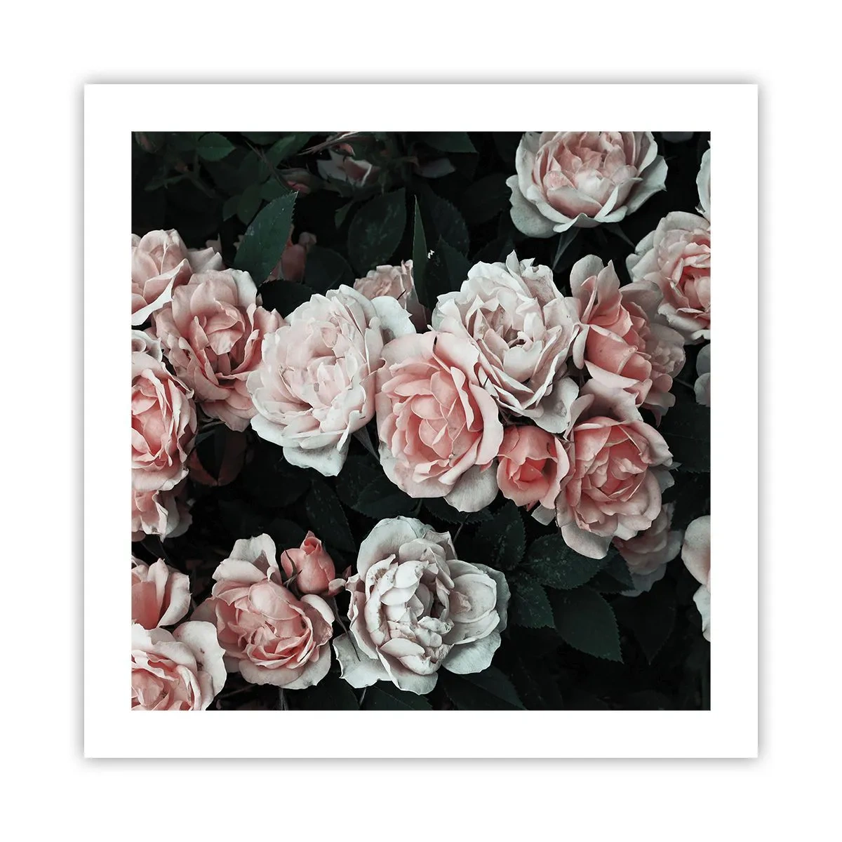 Plakat - Różany ansamble - 50x50 cm