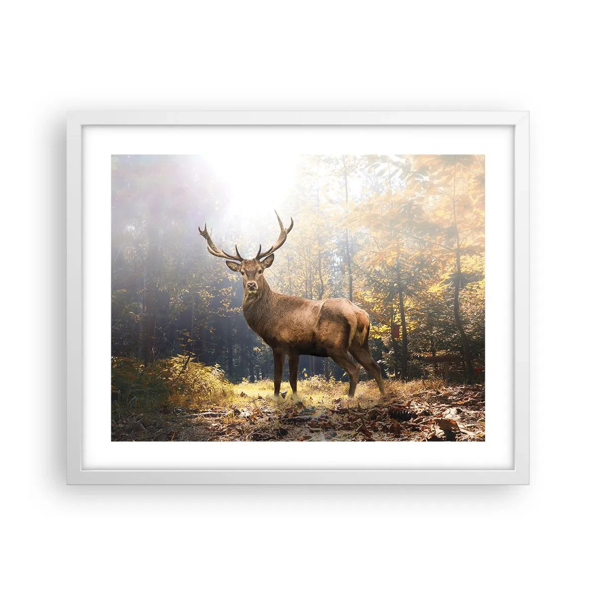 Plakat w białej ramie - W pełnym majestacie - 50x40 cm