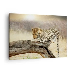 Obraz na płótnie - Leopard odpoczywający na pniu wśród sawanny - 70x50cm - Chadzam własnymi drogami - Nowoczesna dekoracja ścienna do salonu i sypialni ARTTOR