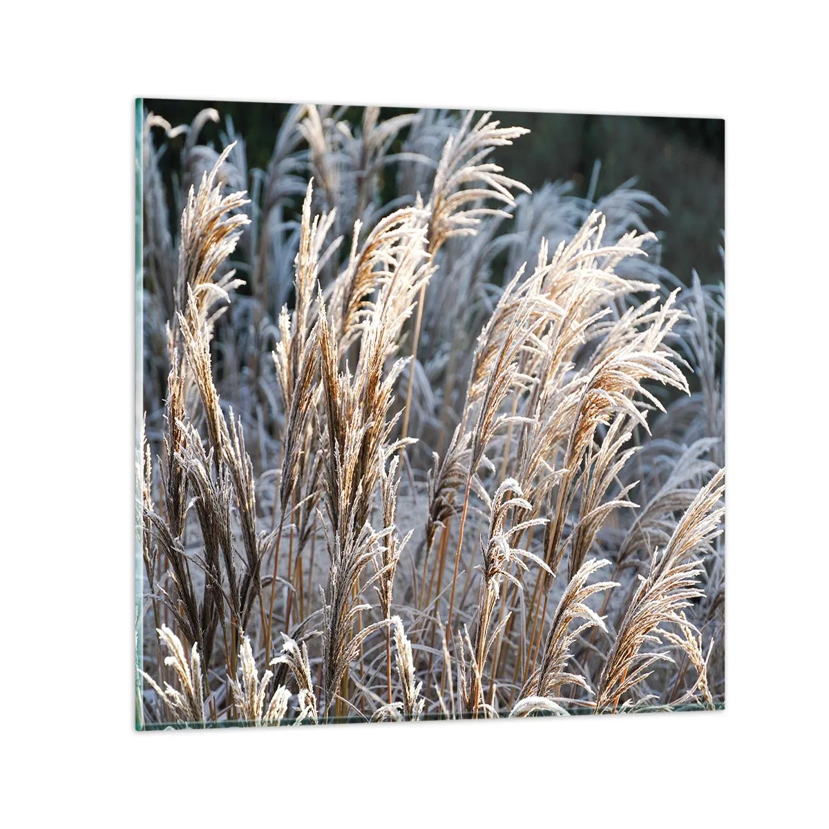 Obraz na szkle - Szronem ustrojone - 60x60 cm