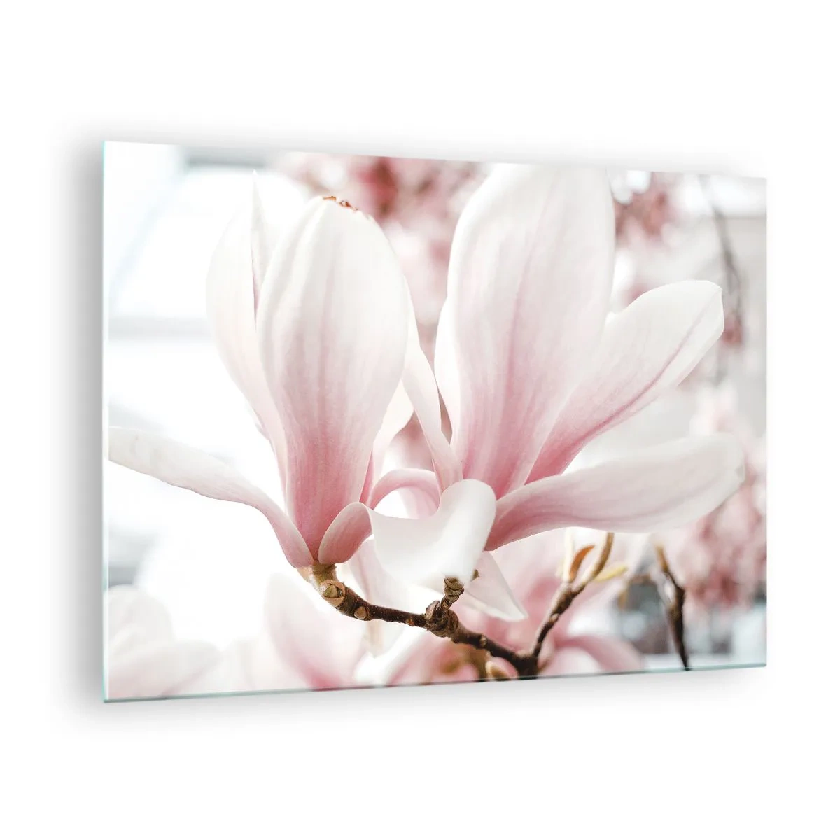 Obraz na szkle - Delikatne różowe magnolie w zbliżeniu na rozmytym tle - 70x50cm - Bezmiar czułości - Nowoczesna dekoracja ścienna do salonu i sypialni ARTTOR