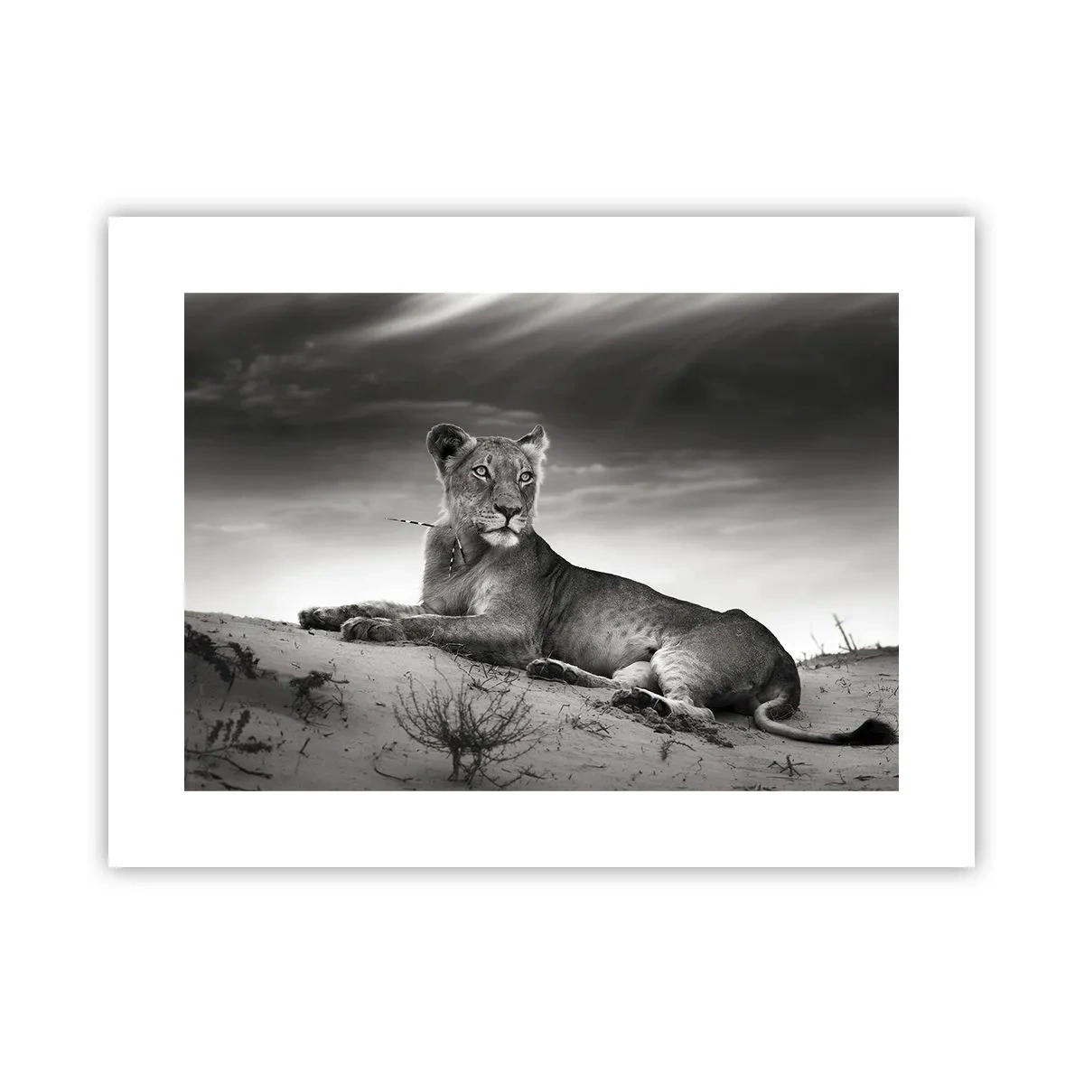 Plakat - Odpoczynek królowej pustyni - 40x30 cm