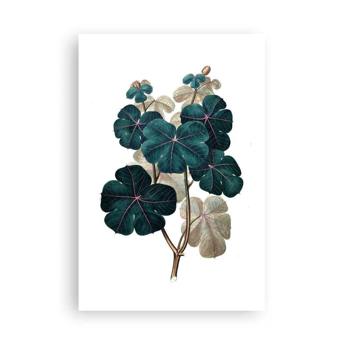 Plakat - Ze starego zielnika - 61x91 cm