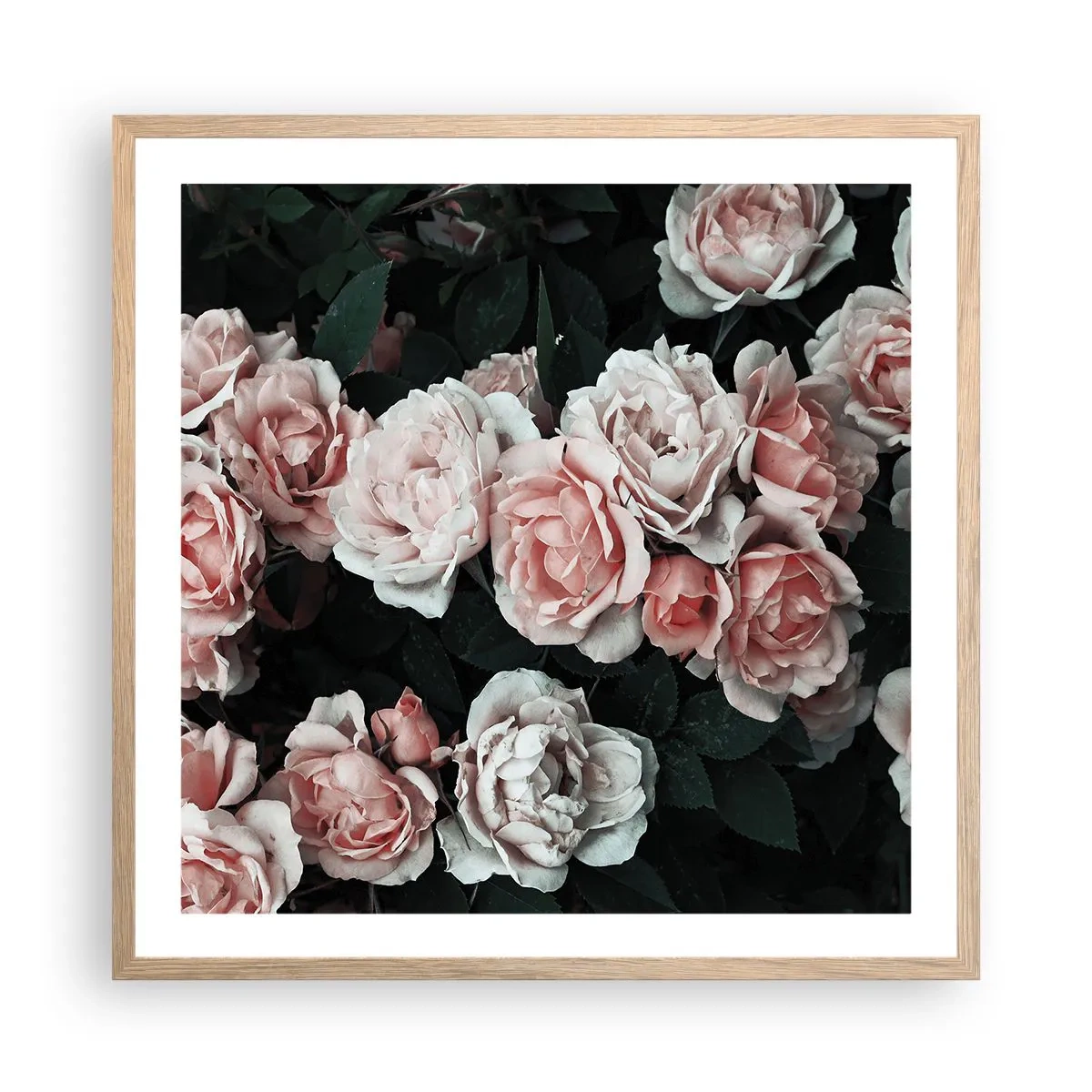 Plakat w ramie jasny dąb - Różany ansamble - 60x60 cm