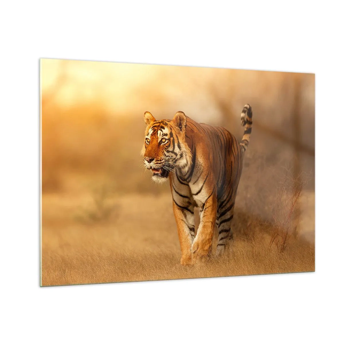 Obraz na szkle - Tygrys w złotym świetle na tle suchej sawanny - 100x70cm - Przed atakiem - Nowoczesna dekoracja ścienna do salonu, kuchni i sypialni ARTTOR