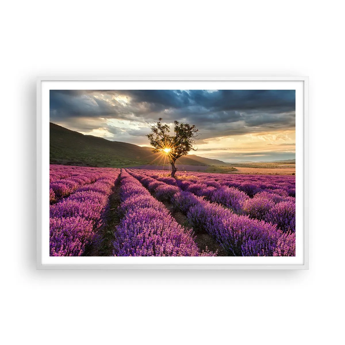 Plakat w białej ramie - Aromat w kolorze lila - 100x70 cm