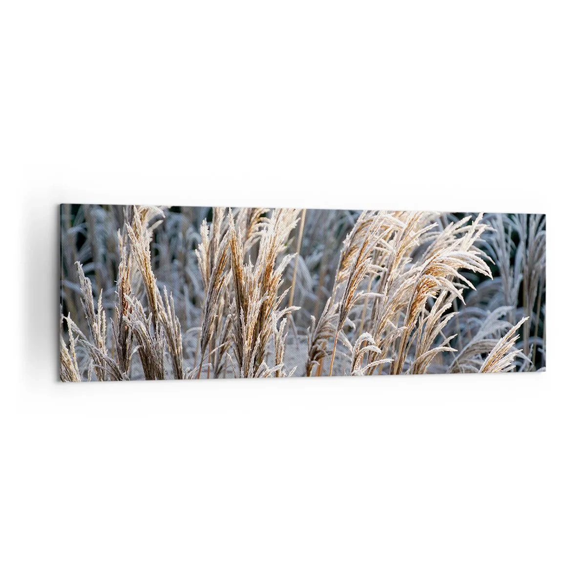 Obraz na płótnie - Zimowe źdźbła traw pokryte szronem na tle ciemnej zieleni - 160x50cm - Szronem ustrojone - Nowoczesna dekoracja ścienna do salonu i sypialni ARTTOR