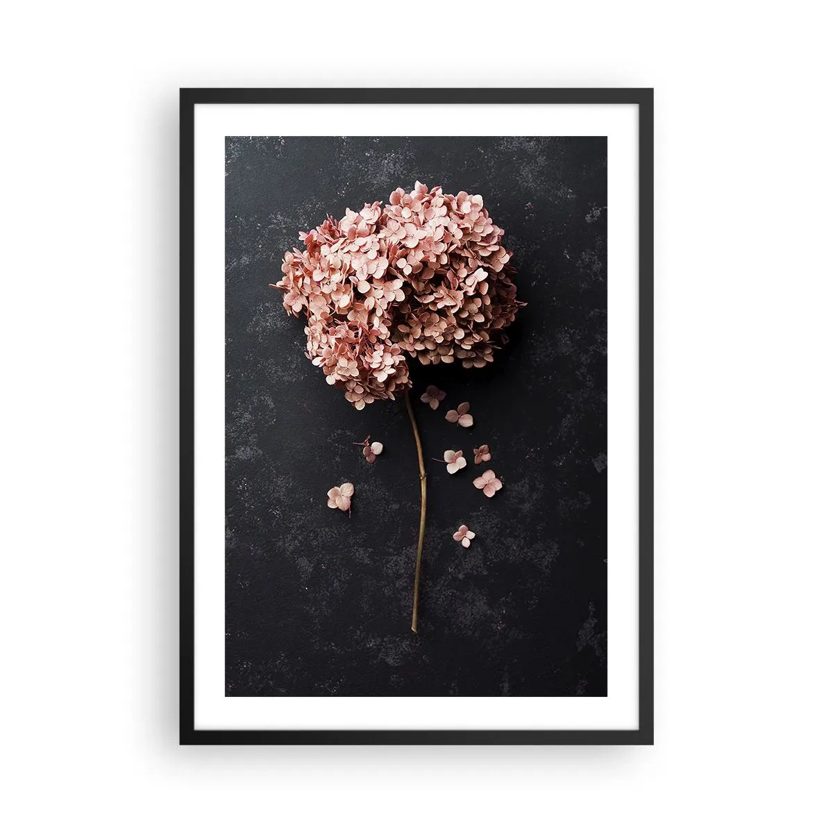 Plakat w czarnej ramie - Suszona hortensja na czarnym tle - 50x70cm - Prawdziwie romantyczny znak - Nowoczesna dekoracja ścienna do salonu i sypialni ARTTOR