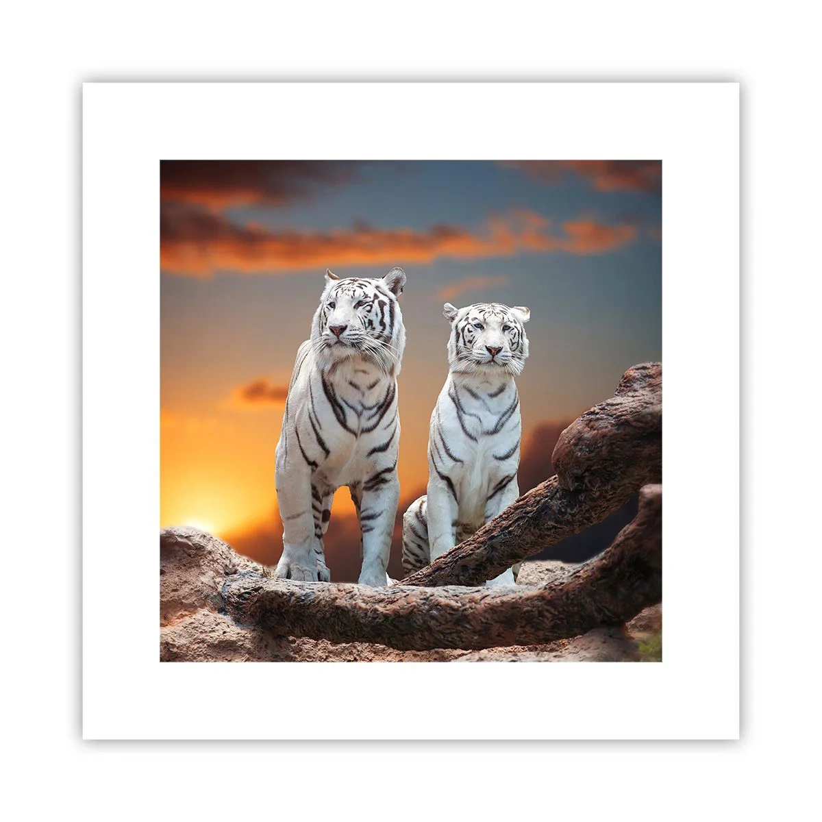 Plakat - Zupełnie jak w Narni - 30x30 cm