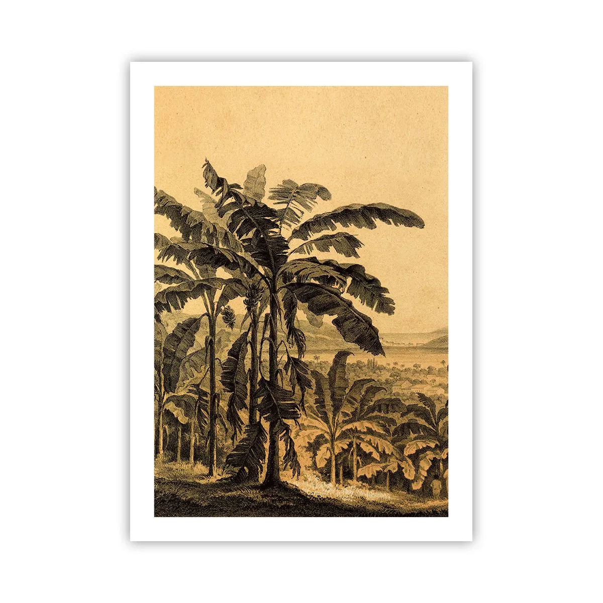 Plakat - Ilustracja palm na tle tropikalnego krajobrazu - 50x70cm - w kolonialnym klimacie - Nowoczesna dekoracja ścienna do salonu, kuchni i sypialni ARTTOR