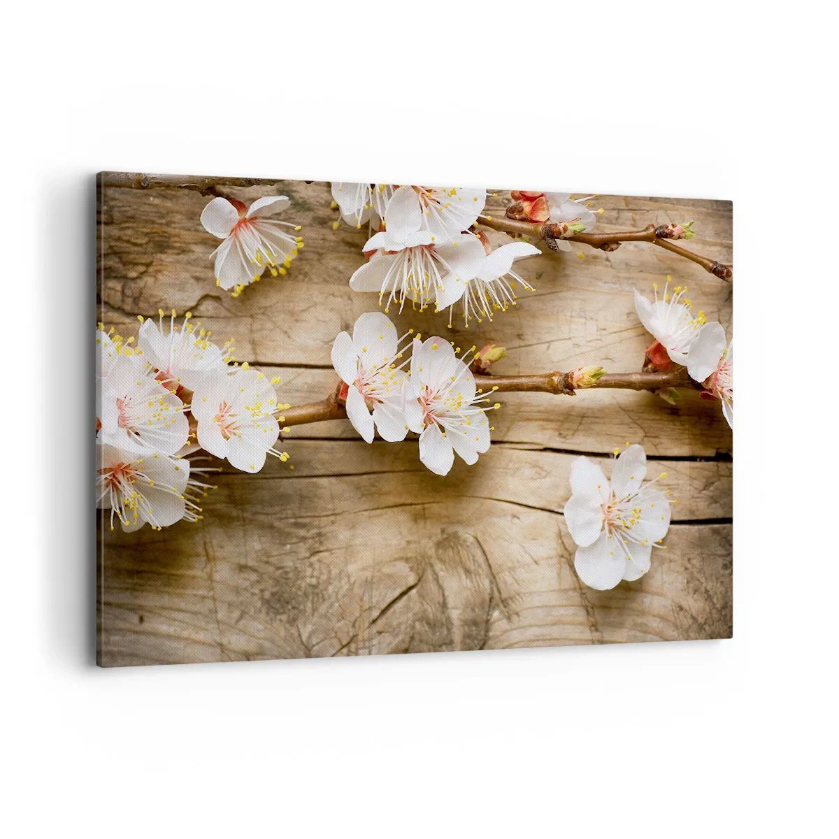 Obraz na płótnie - Gałązki kwitnącej wiśni na tle drewnianej deski - 120x80cm - I stała się wiosna - Nowoczesna dekoracja ścienna do salonu, kuchni i sypialni ARTTOR