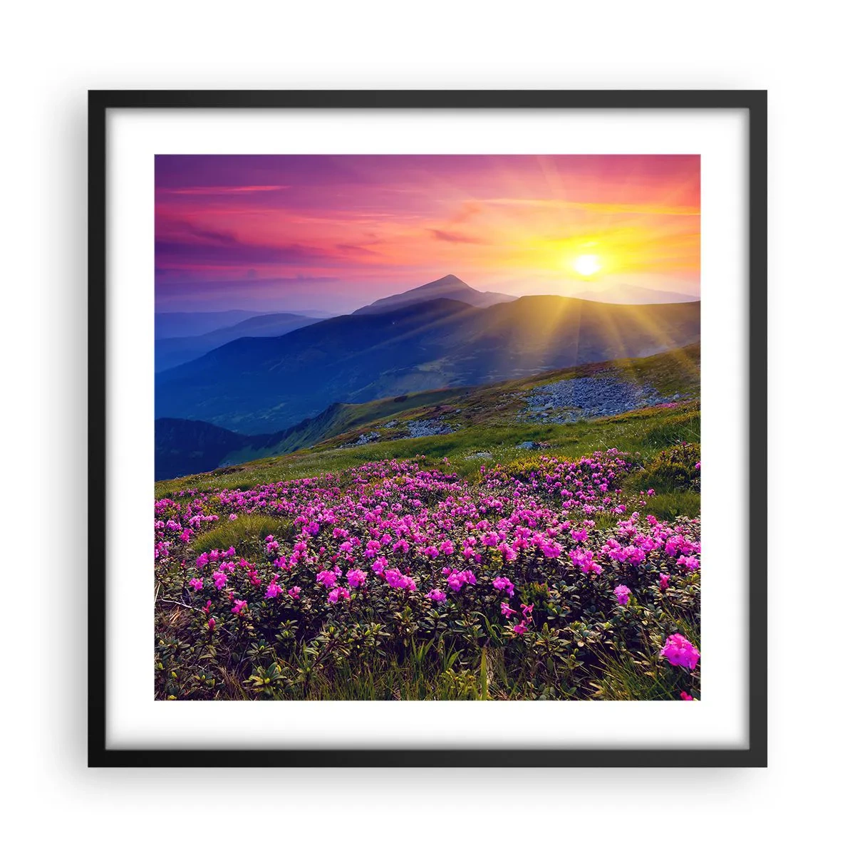 Plakat w czarnej ramie - … A dokoła pachnie kosodrzewina i wonieją zioła - 50x50 cm