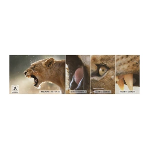 Fototapeta Próbka Premium Canvas - Spróbuj nie posłuchać - Zwierzęta, Lew, Afryka - 100x30 cm