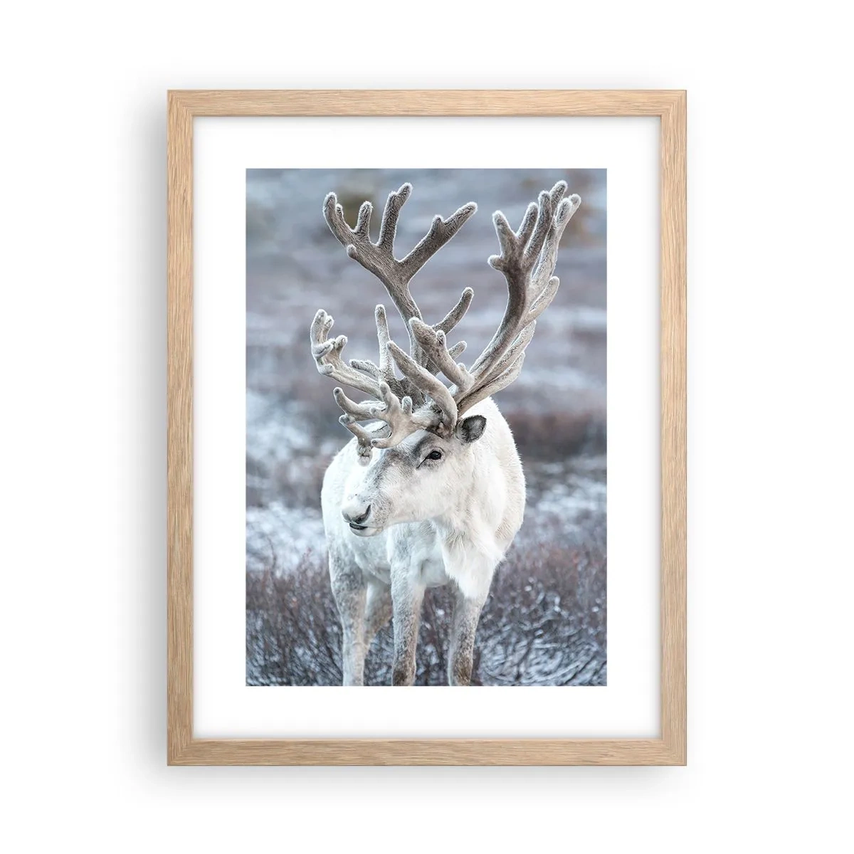 Plakat w ramie jasny dąb - Portret w słońcu - 30x40 cm