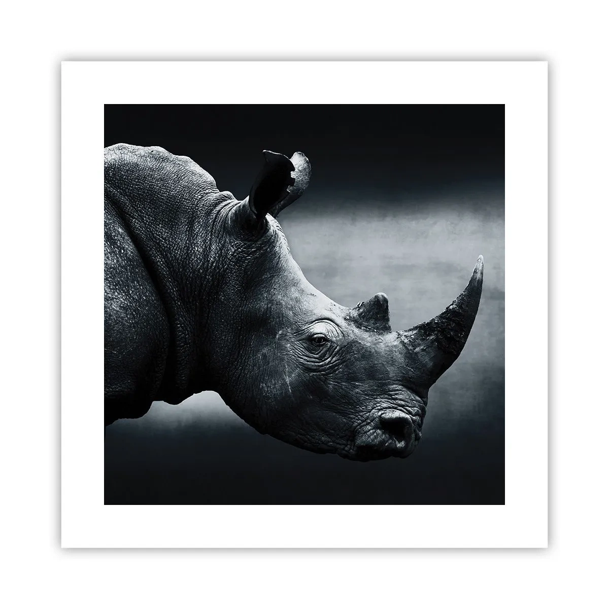 Plakat - Prawy profil - 40x40 cm