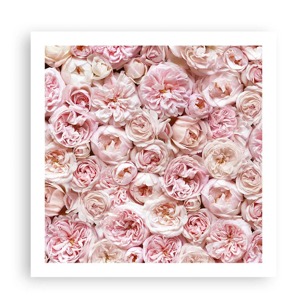 Plakat - Usłane różami - 60x60 cm
