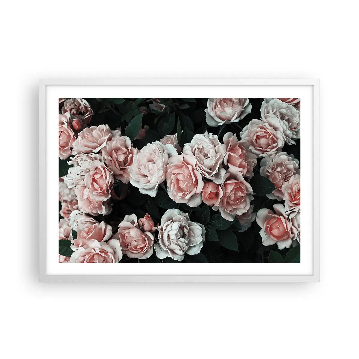 Plakat w białej ramie - Różany ansamble - 70x50 cm