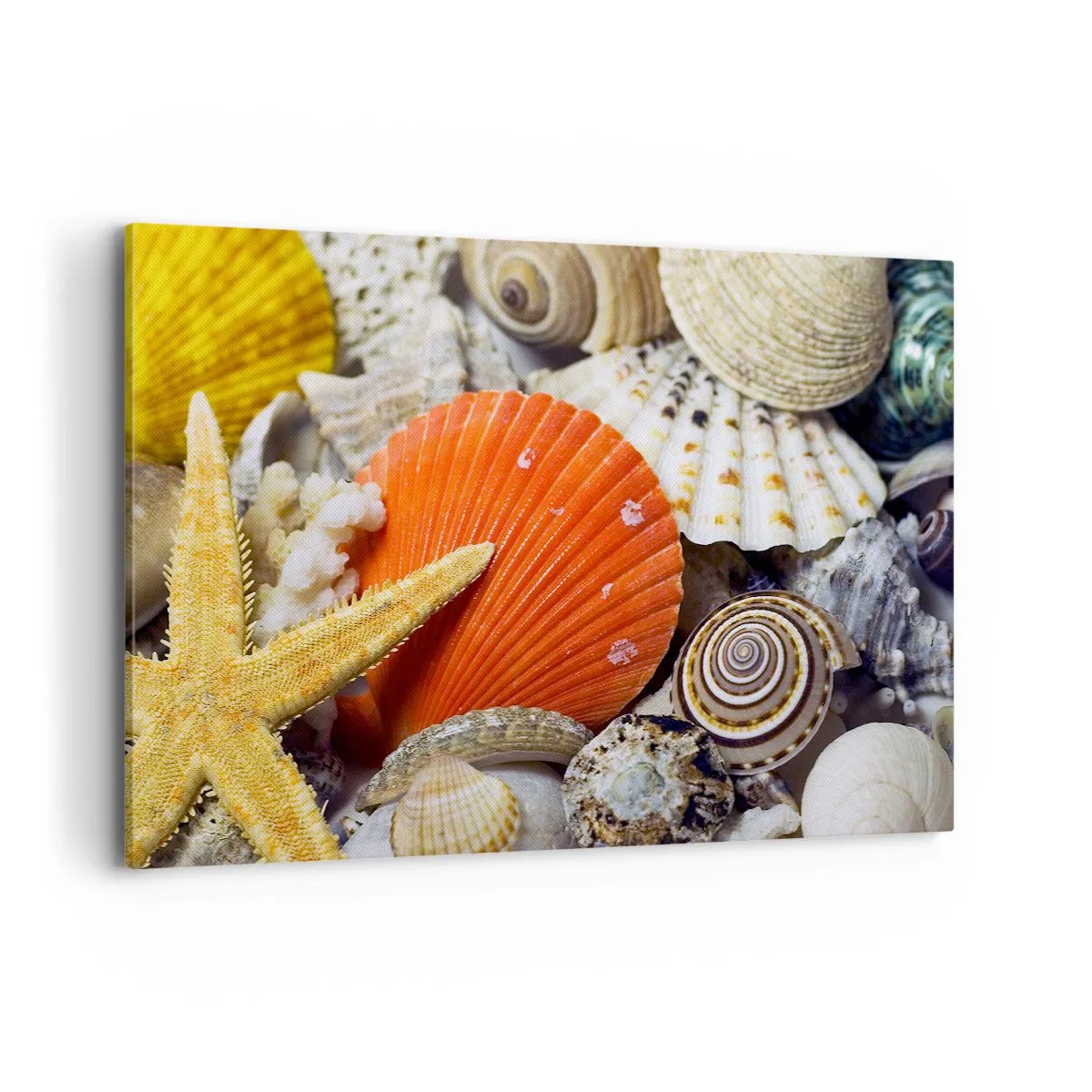 Obraz na płótnie - Muszle i rozgwiazda w kompozycji morskiej - 120x80cm - Skarby oceanu - Nowoczesna dekoracja ścienna do salonu, kuchni i sypialni ARTTOR