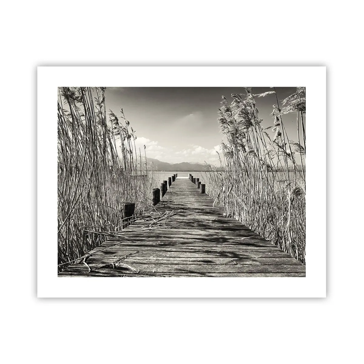 Plakat - W zaciszu traw - 50x40 cm