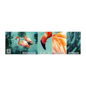 Fototapeta Próbka Standard Eco - Jesteśmy teraz w modzie - Flamingi, Ptaki, Natura - 100x30 cm