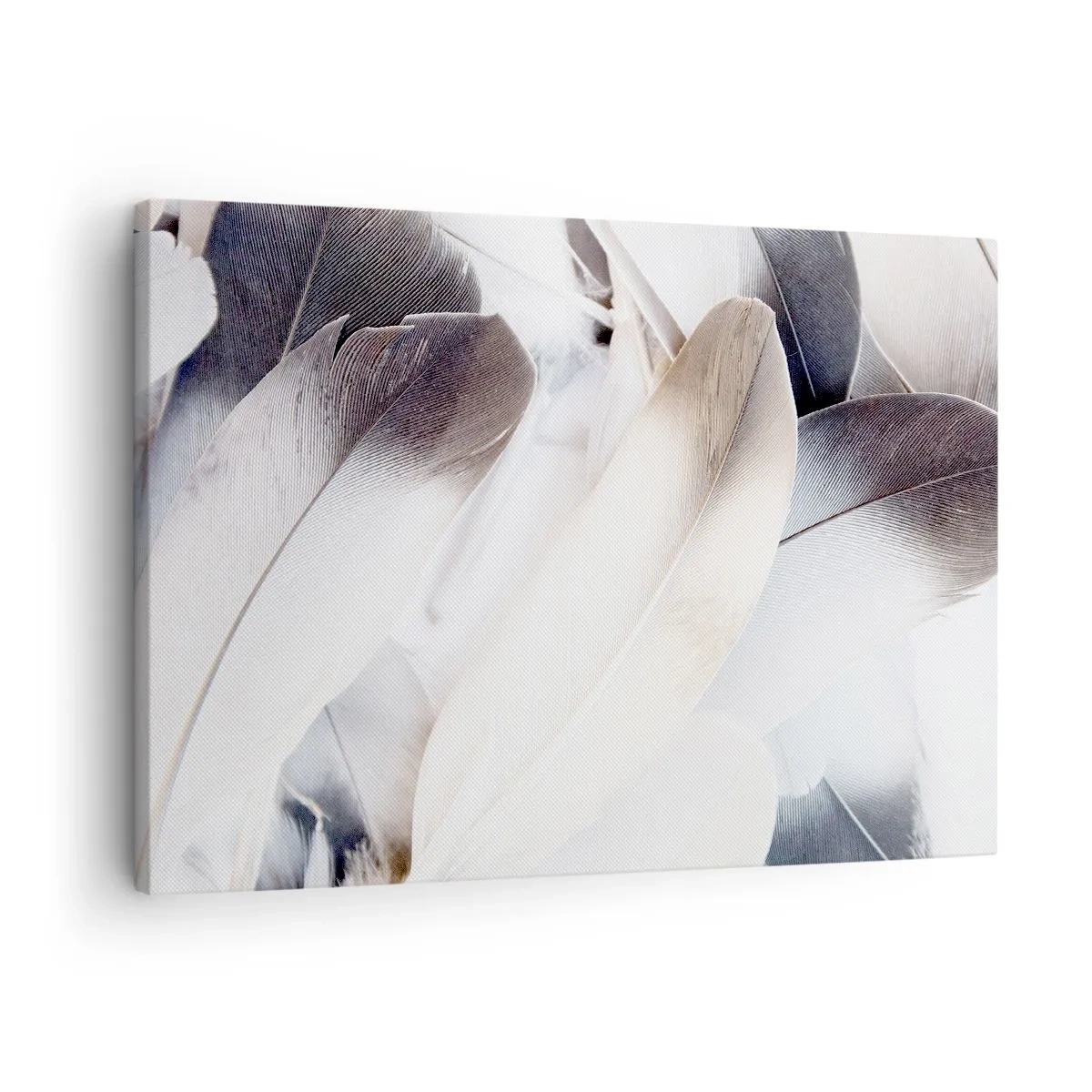 Obraz na płótnie - Zbliżenie na delikatne pióra w odcieniach bieli i szarości - 70x50cm - Niemal anielskie - Nowoczesna dekoracja ścienna do salonu i sypialni ARTTOR