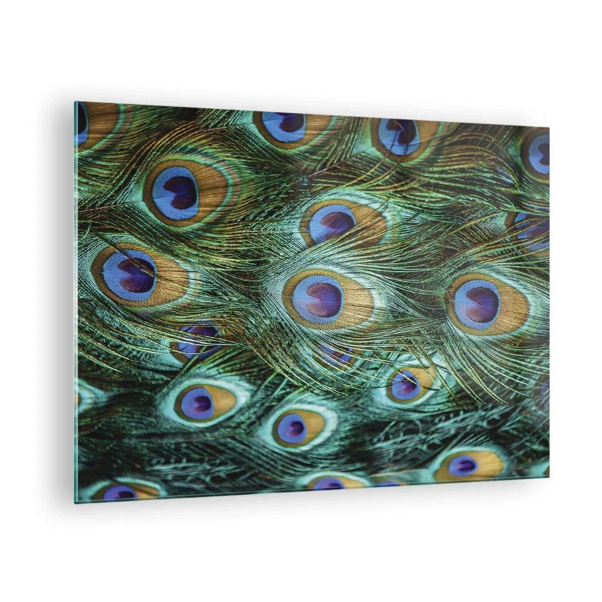 Obraz na szkle - Detal piór pawia z wyraźnymi oczkami - 70x50cm - Pawiookie spojrzenie - Nowoczesna dekoracja ścienna do salonu i sypialni ARTTOR