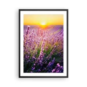Plakat w czarnej ramie - Pole lawendy oświetlone promieniami zachodzącego słońca - 50x70cm - Pachnący łan - Nowoczesna dekoracja ścienna do salonu i sypialni ARTTOR
