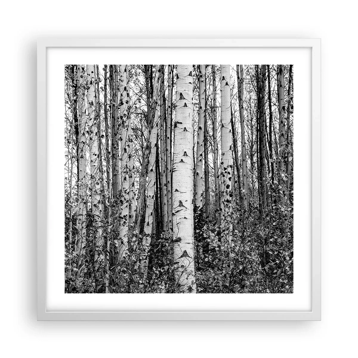Plakat w białej ramie - Brzozowa kolumnada - 50x50 cm