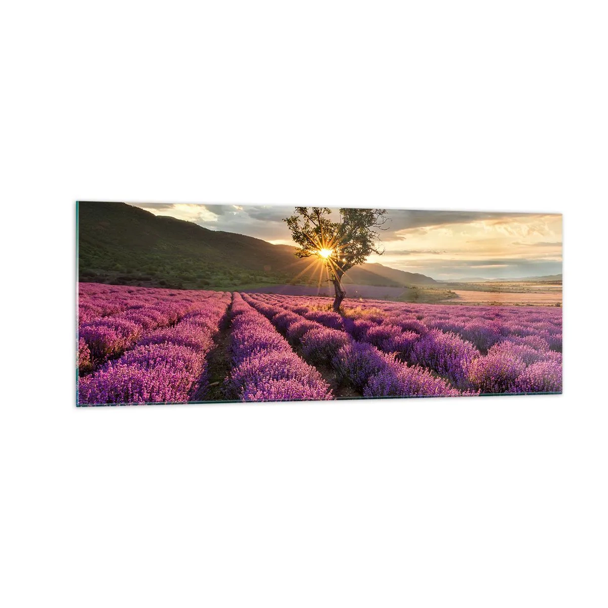 Obraz na szkle - Pole lawendy z samotnym drzewem o zachodzie słońca - 140x50cm - Aromat w kolorze lila - Nowoczesna dekoracja ścienna do salonu i sypialni ARTTOR