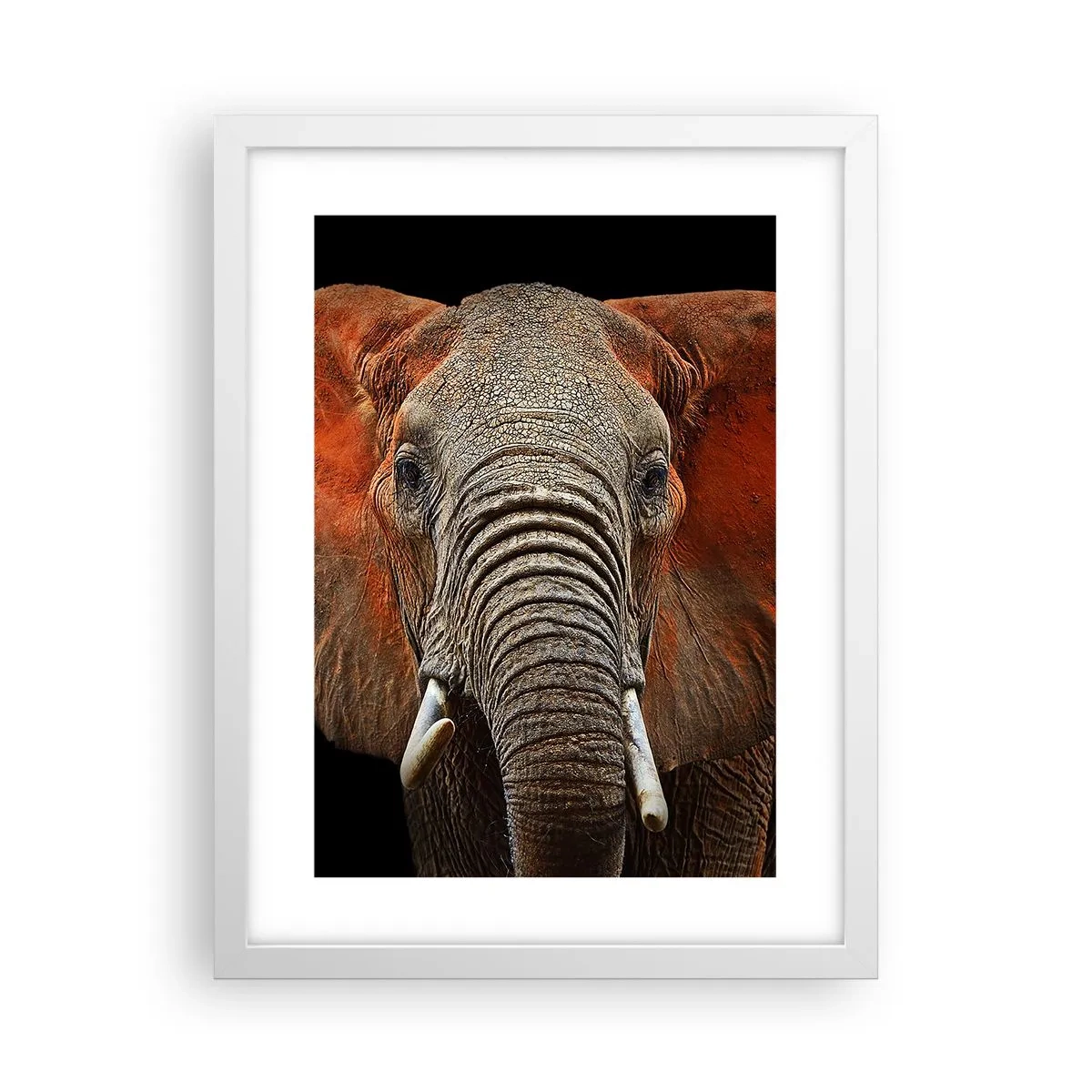 Plakat w białej ramie - Jestem dziki, a ty? - 30x40 cm