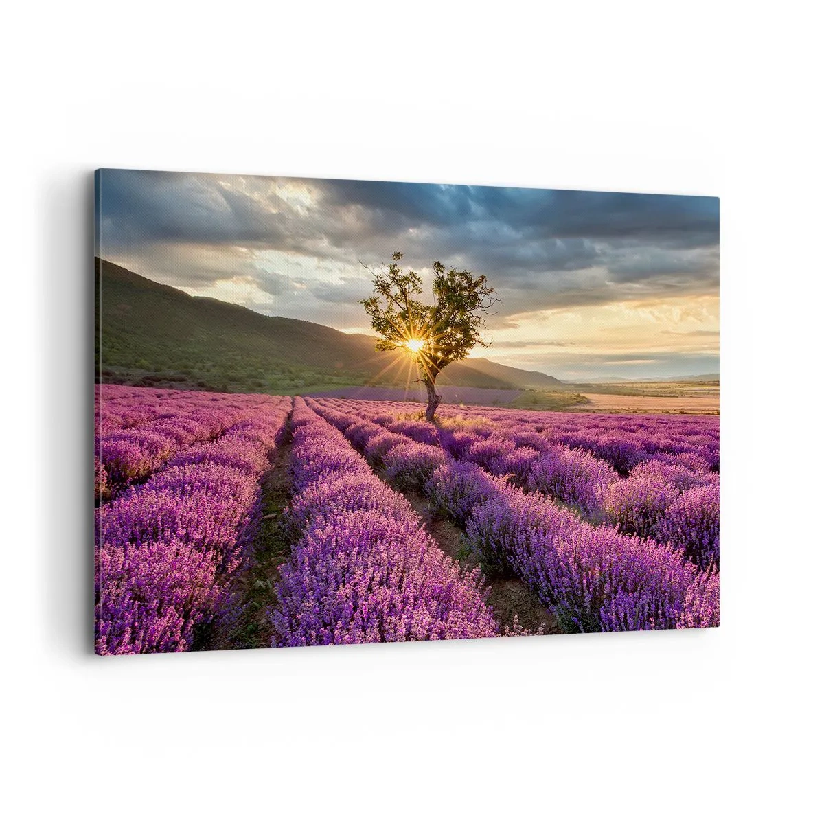 Obraz na płótnie - Pole lawendy z samotnym drzewem o zachodzie słońca - 120x80cm - Aromat w kolorze lila - Nowoczesna dekoracja ścienna do salonu, kuchni i sypialni ARTTOR