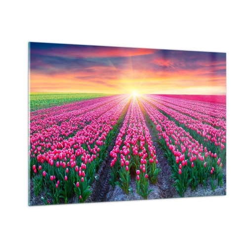 Obraz na szkle - Pole różowych tulipanów w promieniach zachodzącego słońca - 100x70cm - Farma piękności - Nowoczesna dekoracja ścienna do salonu, kuchni i sypialni ARTTOR