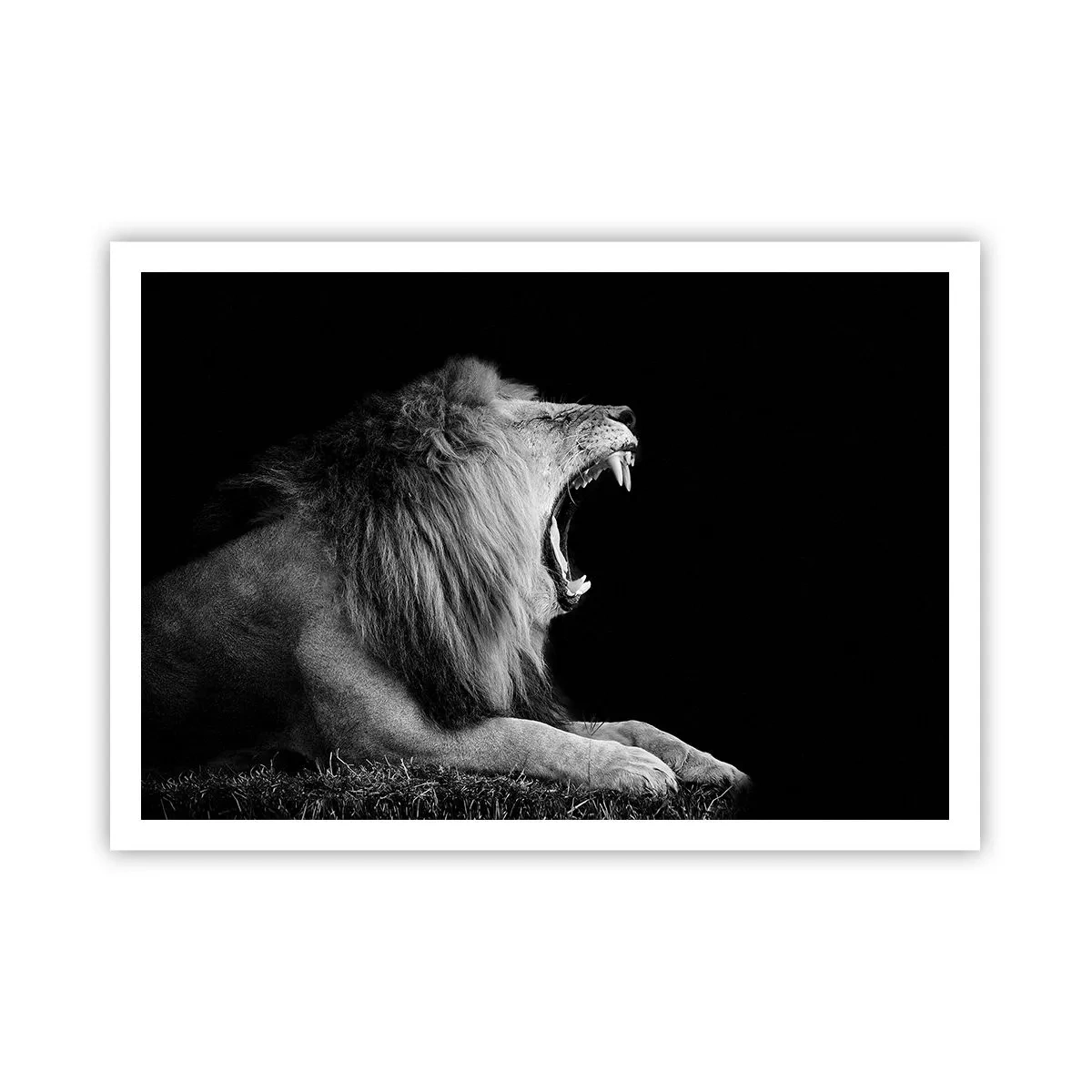 Plakat - Ryczący lew na czarnym tle w czarno-białej tonacji - 100x70cm - Bez żadnych wątpliwości - Nowoczesna dekoracja ścienna do salonu i sypialni ARTTOR
