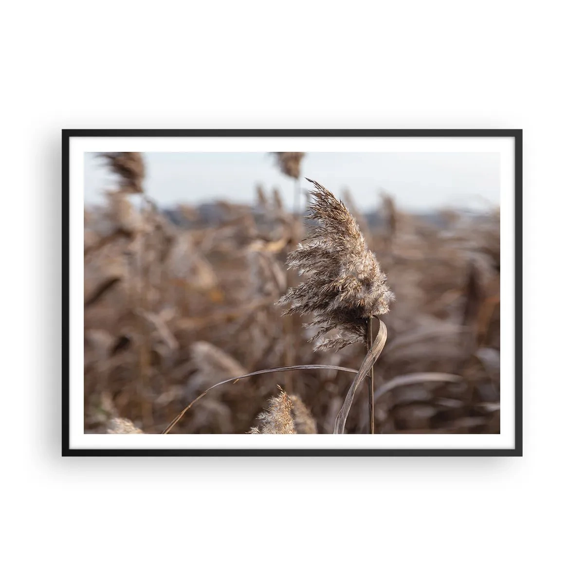 Plakat w czarnej ramie - Delikatne trawy w odcieniach beżu na tle natury - 100x70cm - Czas odlecieć z wiatrem - Nowoczesna dekoracja ścienna do salonu i sypialni ARTTOR