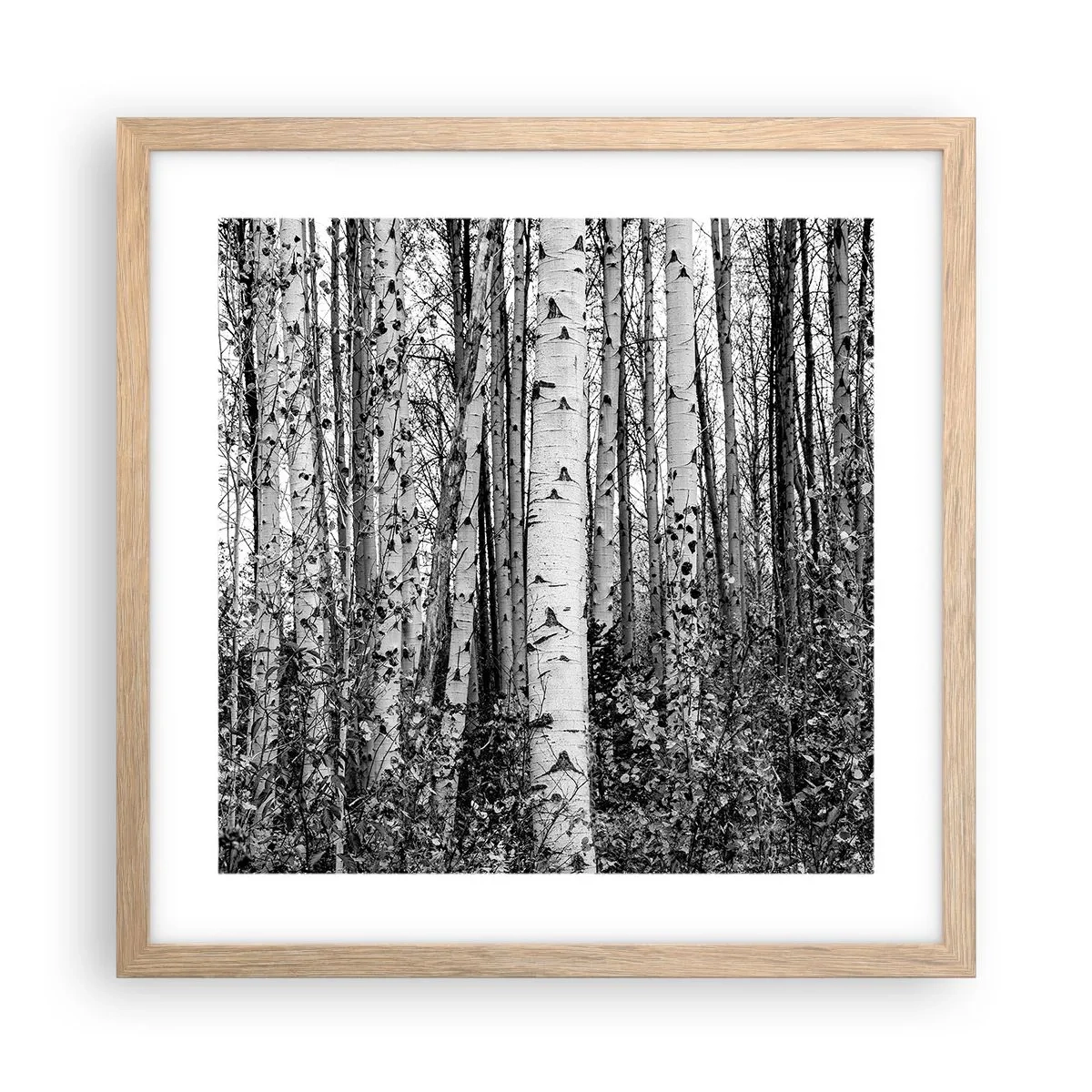 Plakat w ramie jasny dąb - Brzozowa kolumnada - 40x40 cm