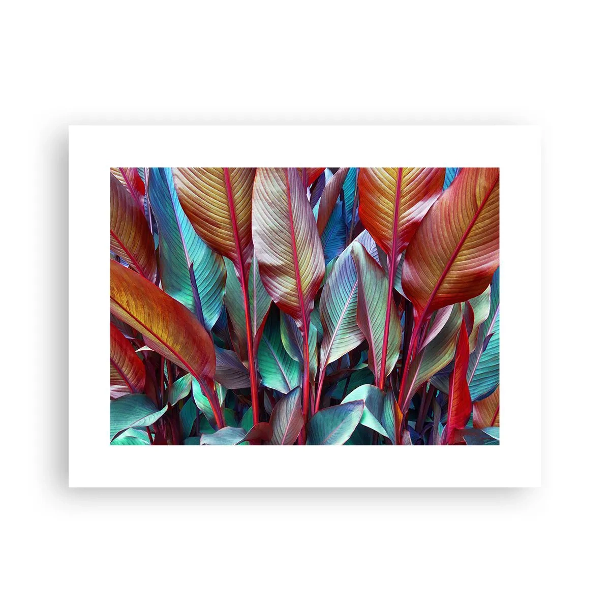 Plakat - Kolorowy gąszcz - 40x30 cm