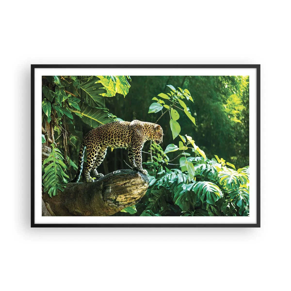 Plakat w czarnej ramie - Lampart stojący na skale otoczony tropikalną roślinnością - 100x70cm - Na łowy? - Nowoczesna dekoracja ścienna do salonu i sypialni ARTTOR