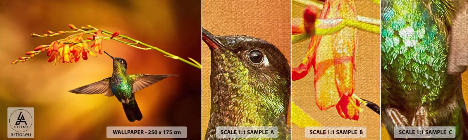 Fototapeta Próbka Premium Canvas - Posłaniec światła wg Majów - Koliber, Ptak, Natura - 100x30 cm