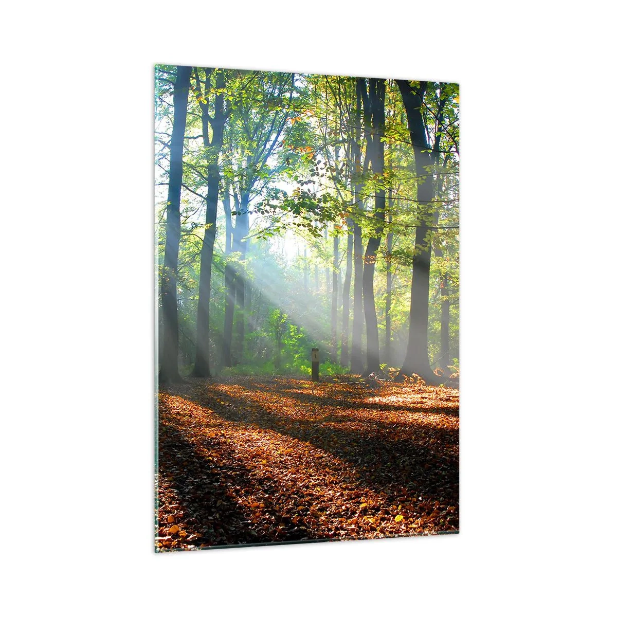 Obraz na szkle - Las w promieniach słońca w jesiennej scenerii - 50x70cm - Blaski i cienie - Nowoczesna dekoracja ścienna do salonu, kuchni i sypialni ARTTOR