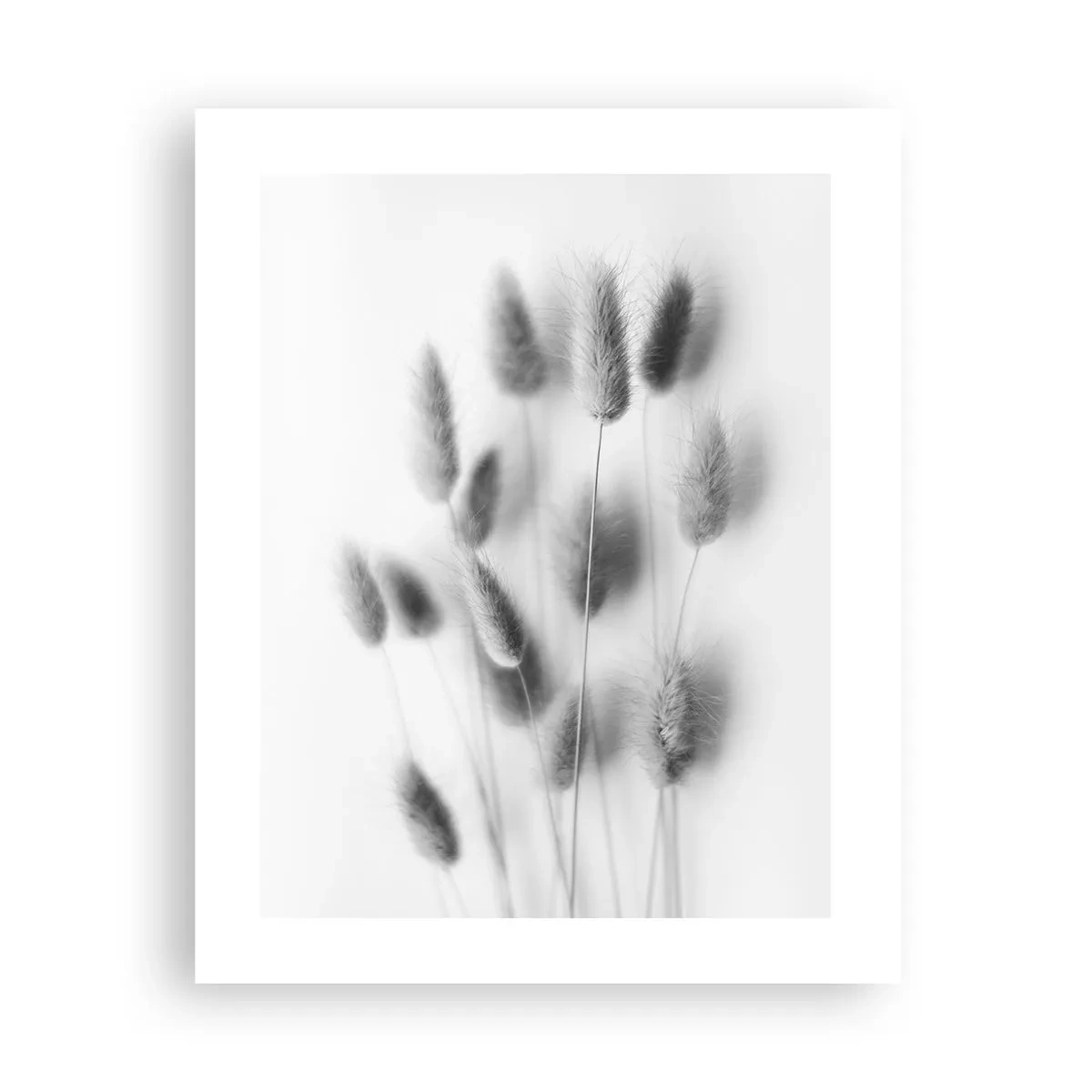 Plakat - Jej puszystość trawa - 40x50 cm