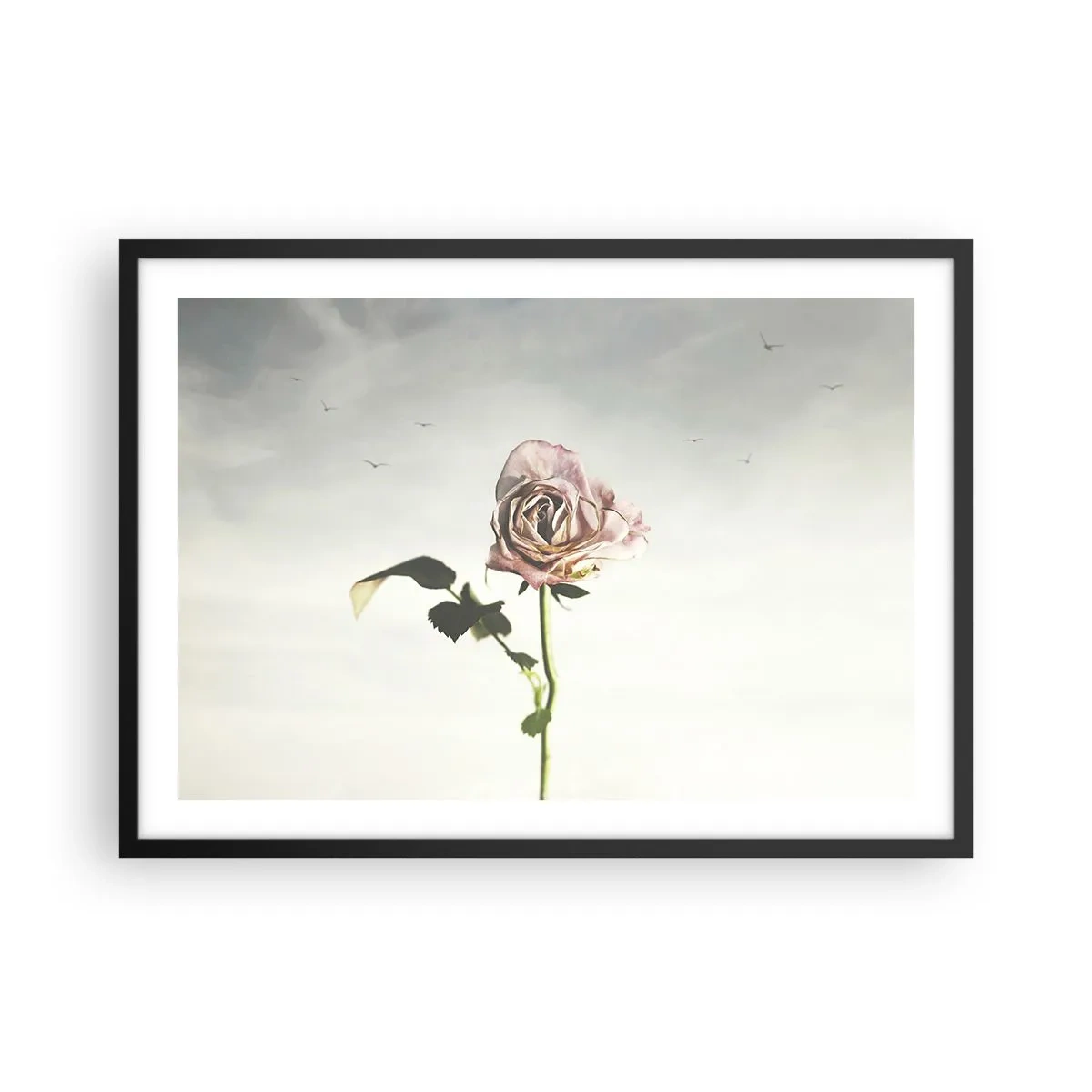 Plakat w czarnej ramie - Delikatna róża na tle jasnego nieba z lecącymi ptakami - 70x50cm - Powitanie wiosny - Nowoczesna dekoracja ścienna do salonu i sypialni ARTTOR