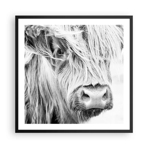 Plakat w czarnej ramie - Szkocka dzikość - 60x60 cm