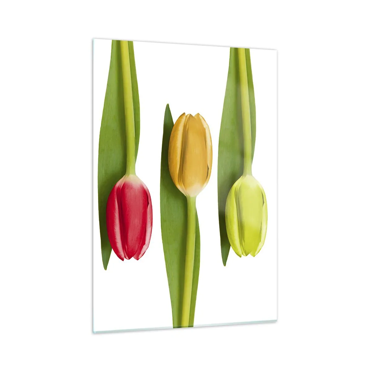Obraz na szkle - Kolorowe tulipany ułożone na białym tle - 50x70cm - Tęczowa kompozycja - Nowoczesna dekoracja ścienna do salonu, kuchni i sypialni ARTTOR